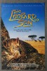 leopard son.JPG